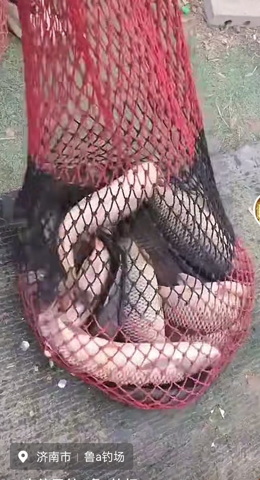 鲁a钓场