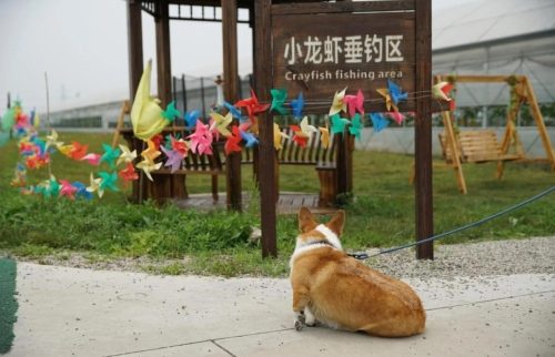 白塘小龙虾垂钓园
