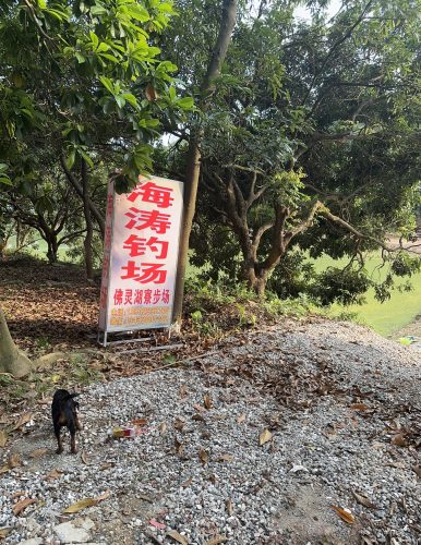 海涛钓场(佛灵湖寮步场)