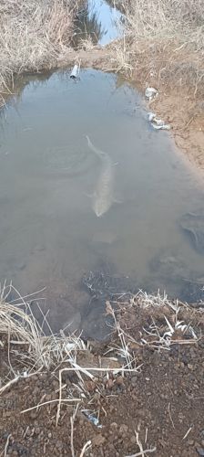 老八野生垂钓