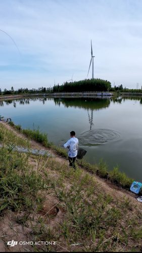武清陈咀巨物鲢鳙钓场