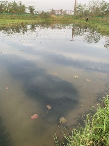 金家湾小七龙虾钓场