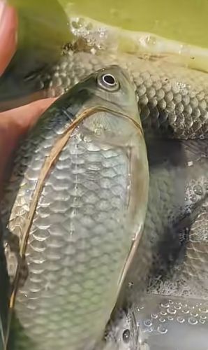 顺旺渔夫垂钓