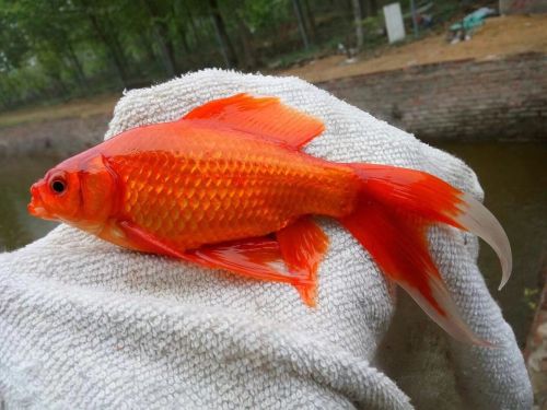 卢蒂鱼塘