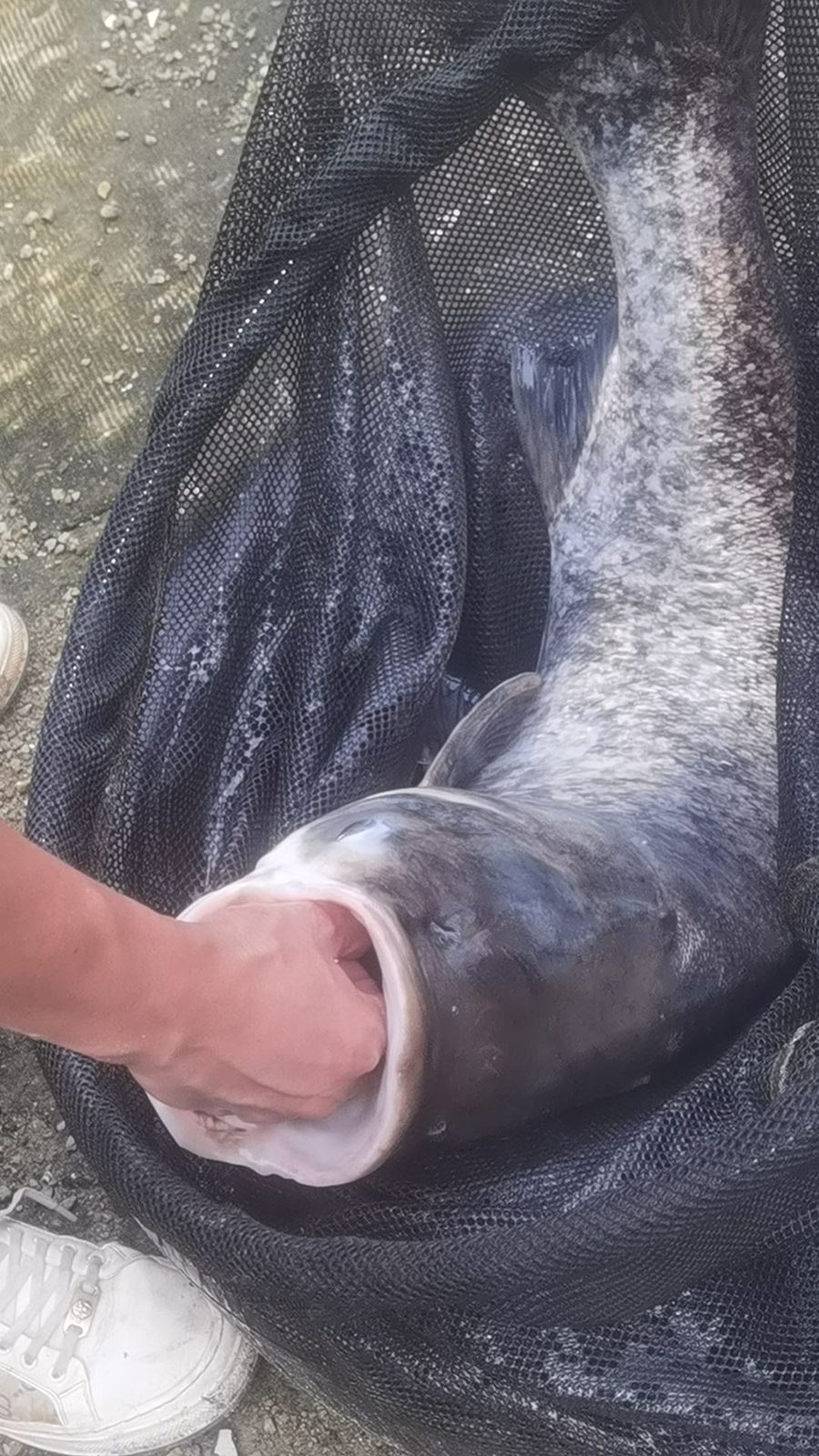 山泉水钓鱼场