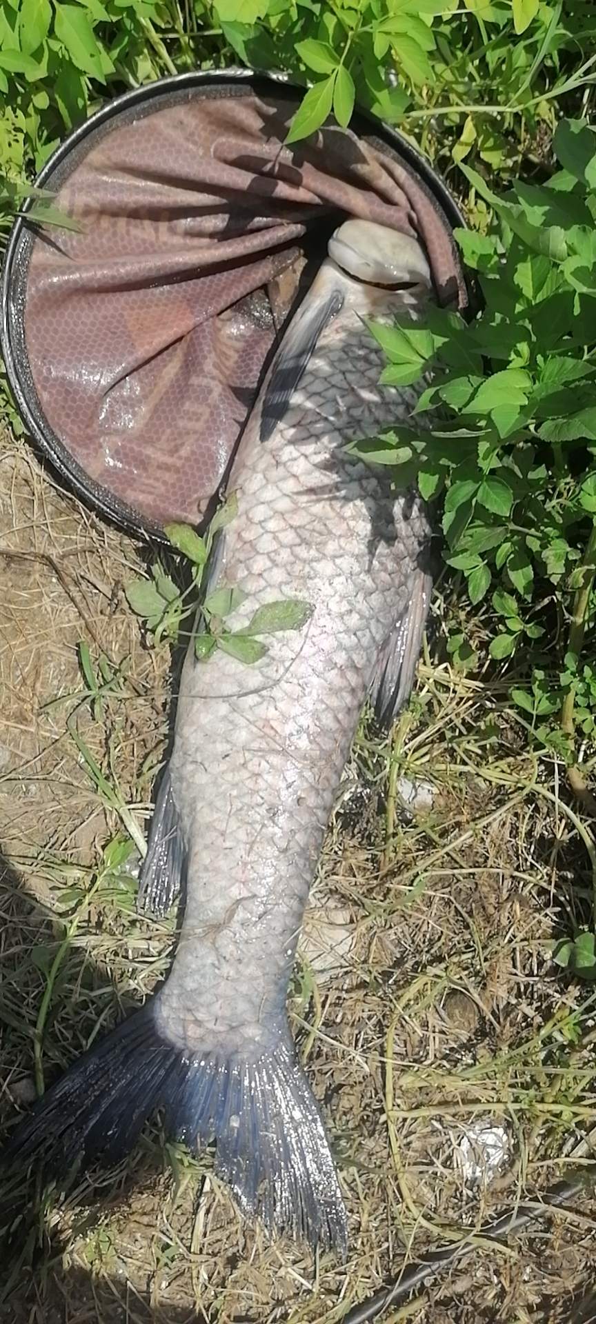 缘生态钓鱼场